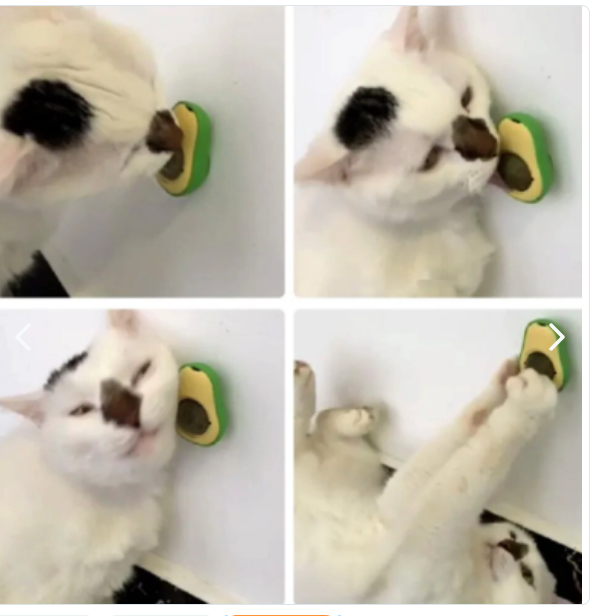 PALTA HIERBA GATERA CATNIP