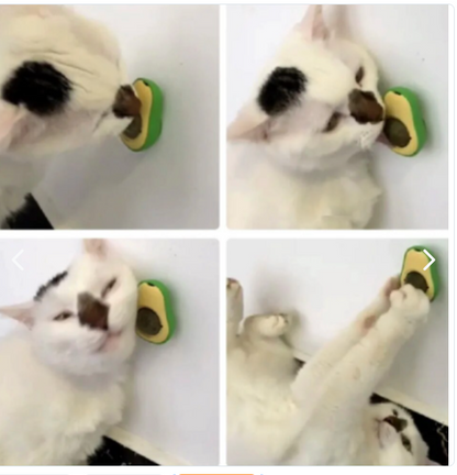 PALTA HIERBA GATERA CATNIP